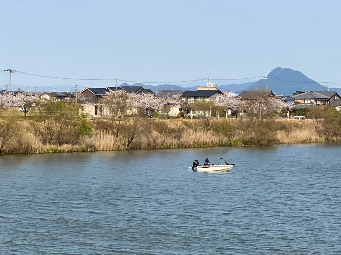 【釣り場&桜の名所】『新草津川』周辺のアウトドア情報