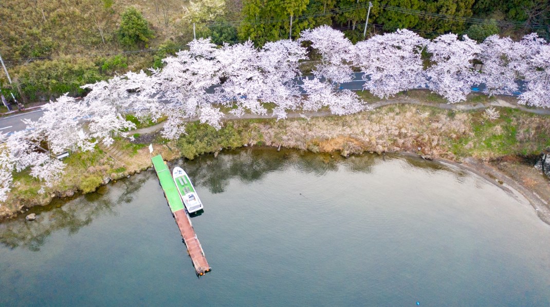 【桜の超名所】『海津大崎湖岸園地』のアウトドア情報（駐車場・釣り）