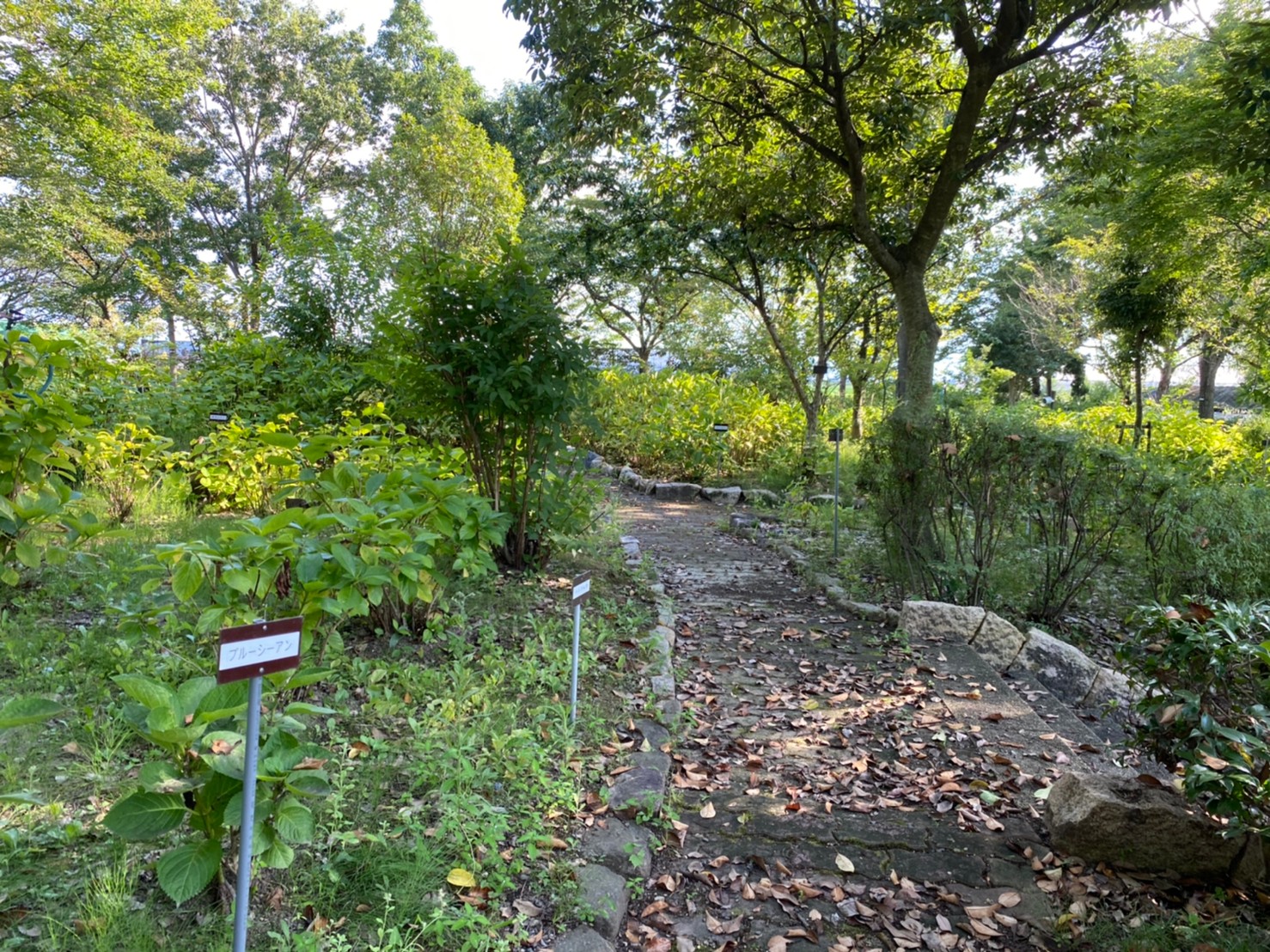 守山市 あじさい園 もりやま芦刈園 あしかりえん 情報まとめ 駐車場 トイレ 琵琶湖アウトドアマップ